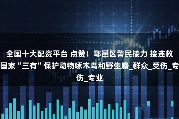 全国十大配资平台 点赞！鄠邑区警民接力 接连救助国家“三有”保护动物啄木鸟和野生麝_群众_受伤_专业